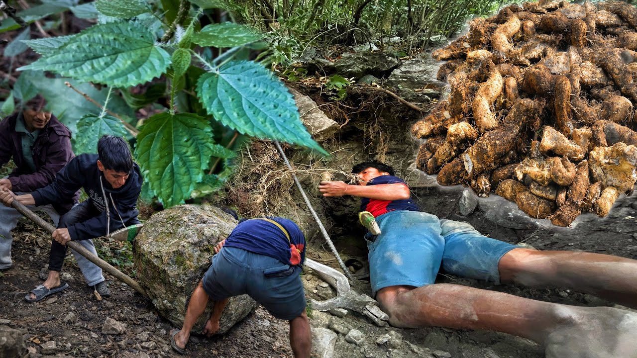 Digging Bantarul (wild yam) || Maghe sakranti || Reality of Nepali village life 