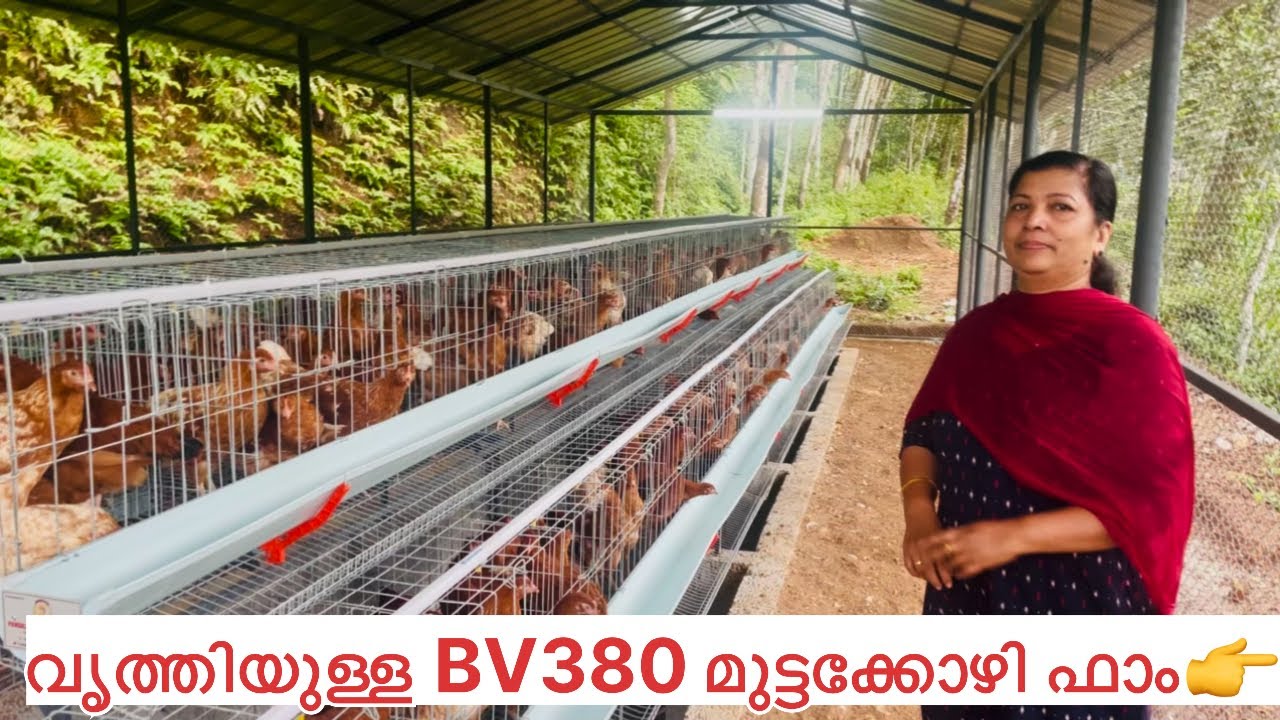 BV380 മുട്ടക്കോഴി ഫാം അധ്വാനിക്കാൻ മനസ്സുണ്ടെങ്കിൽ നമുക്ക് വീട്ടിൽ തന്നെ വരുമാനം All Kerala work 👉👉👉