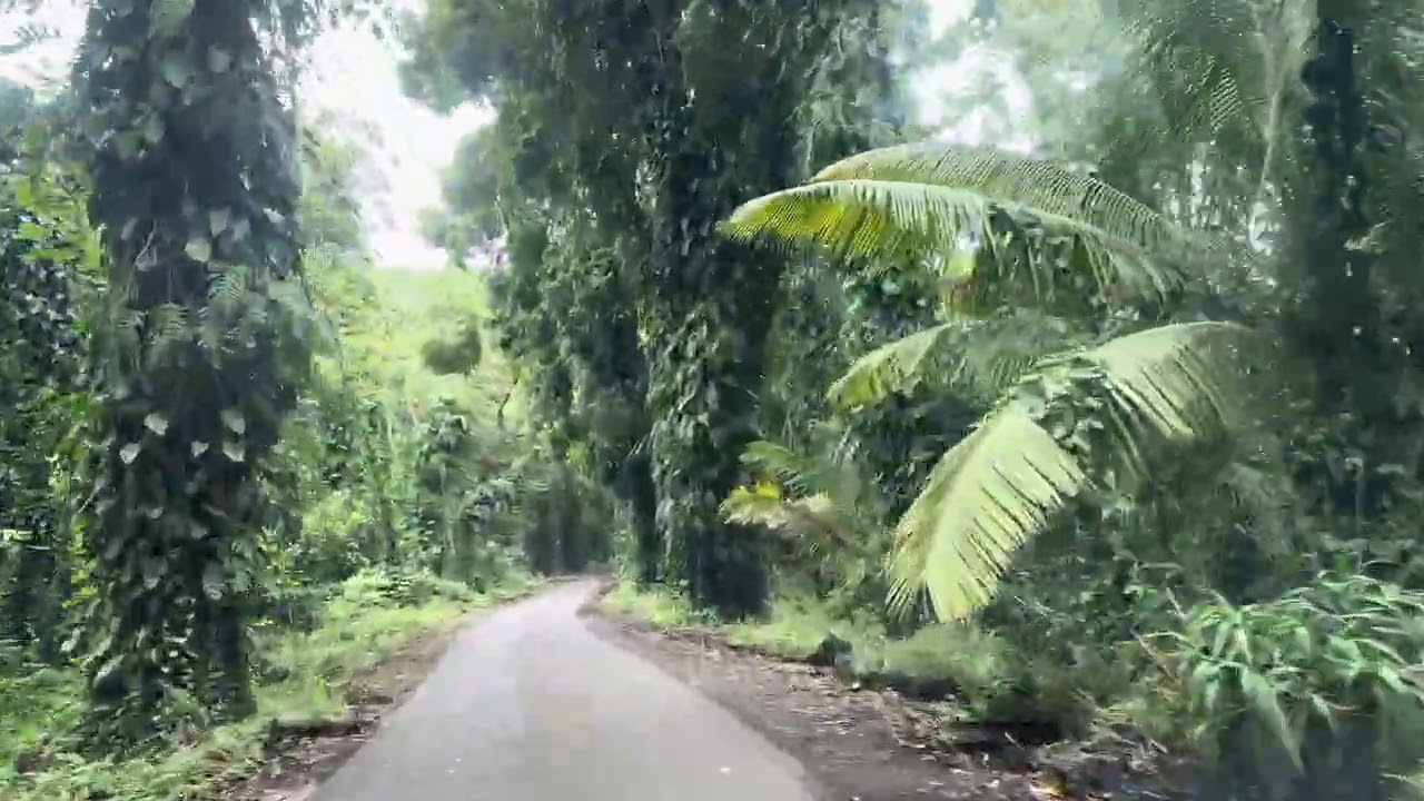 cruise with me in the jungle 
