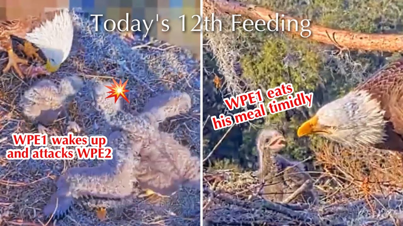#175🦅🐥26°🐥21°／Winter Park Eagle Nest 2026／Against All Odds:One-Eyed Mom／by Winter Park Eagle Cam
