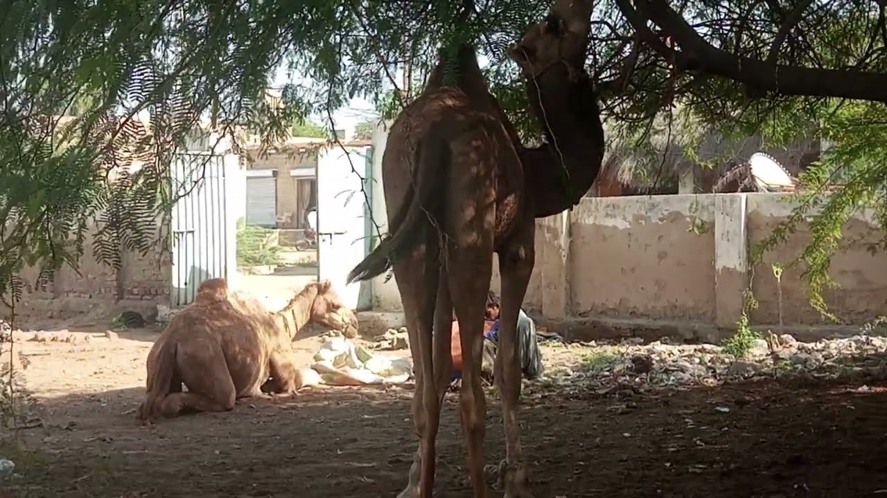 Ek Camel Khana Kha Raha Hai 🍽️ Dusra Ready Hai Meeting Ke Liye 🐪🔥 Next Video Mein Full Action! 