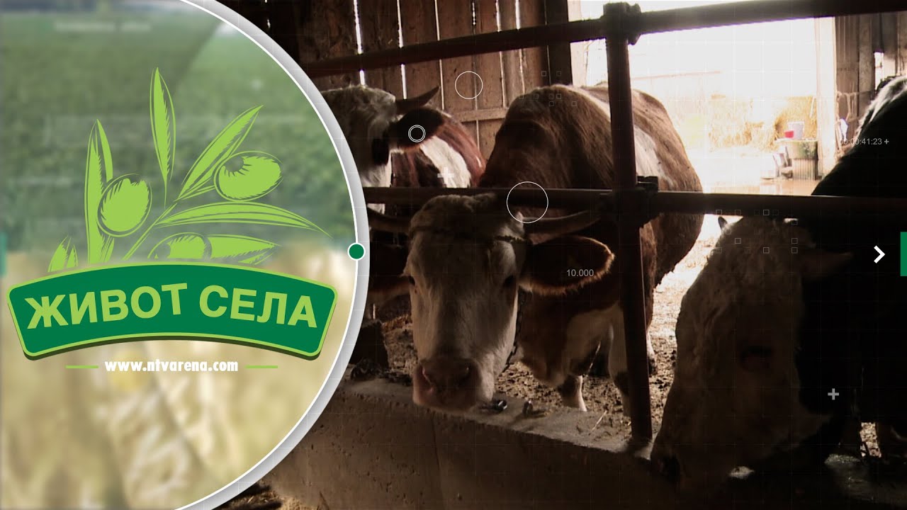 Rikanovići obrađuju oko 1.000 dunuma zemlje: &ldquo;Na&scaron;e je da radimo i da održimo stočarsku proizvodnju&rdquo;