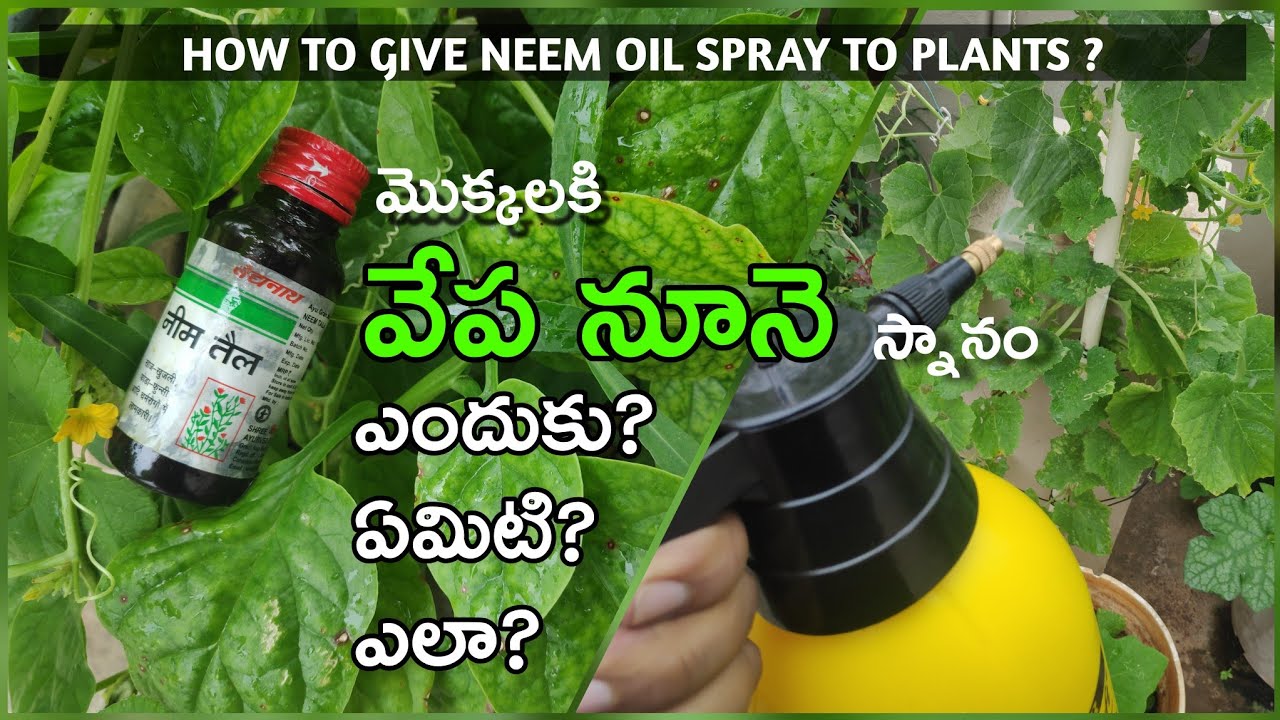మన మొక్కలకి వేప నూనె ఎందుకు?ఎలా ?ఎప్పుడు?ఎంత? ఇవ్వాలి || How to use Neem oil to plants