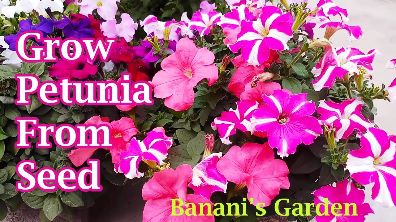Petunia Flower: How to grow from seeds and take care