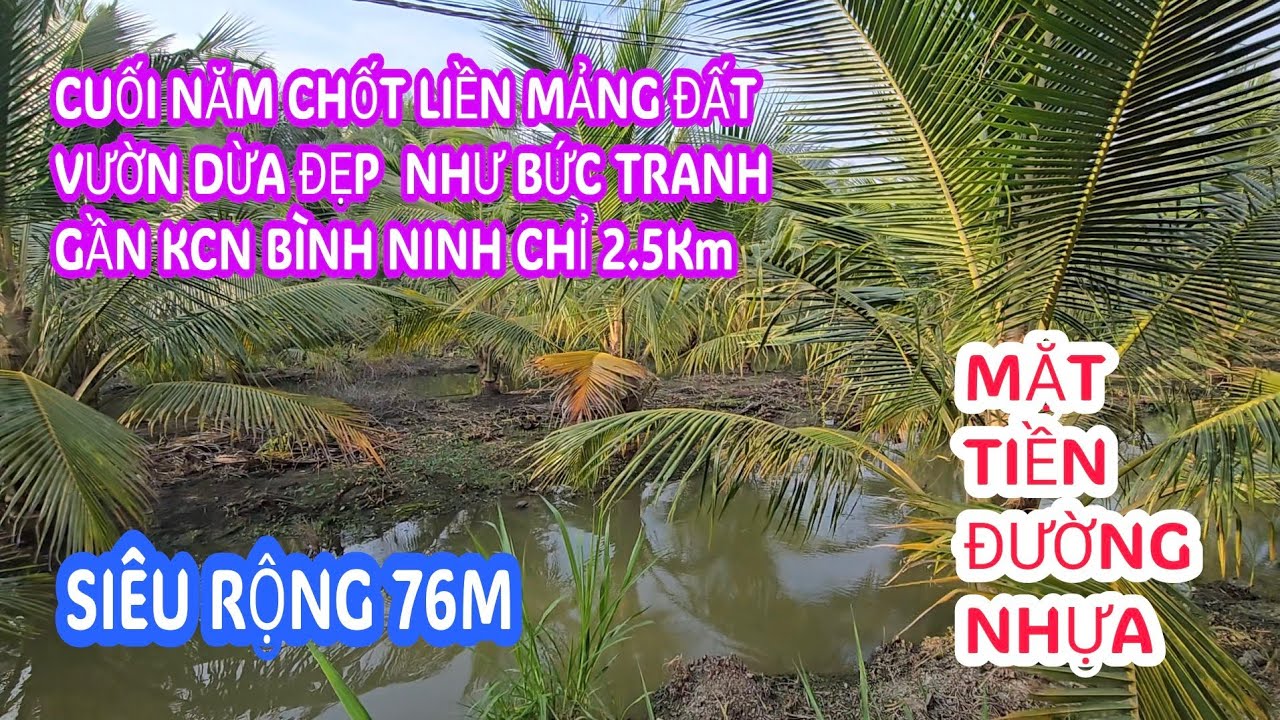 MS:25300 Vườn dừa chủ chăm sóc nên đẹp quá mặt tiền nhựa - Siêu rộng 76m tổng 1631m2 xã bình ninh.