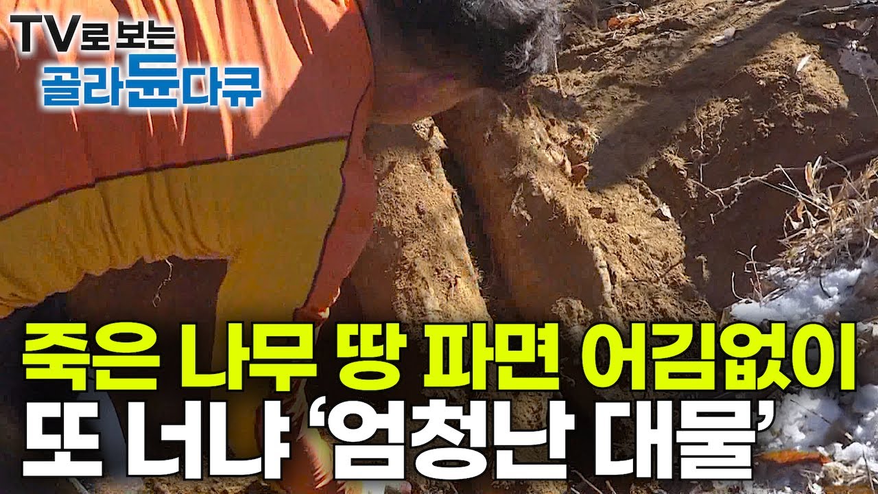 '파면 나오는구나' 죽은 나무 주변을 파보면 어김없이 나온다. 엄청난 생명력으로 산 전체를 말려죽이는 기생 식물｜겨울 약초꾼이 발견한 어마어마한 대물｜칡 채취｜극한직업｜#골라듄다큐