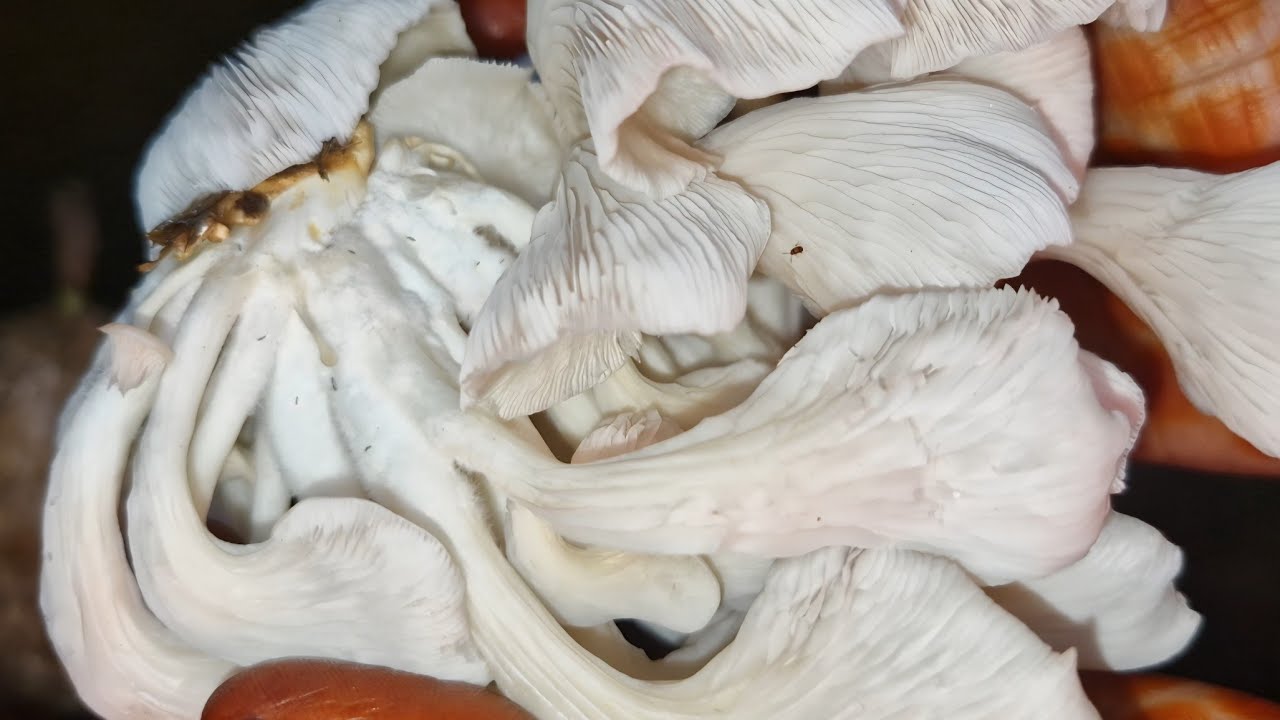 Oyster Mushroom | Grow Organic Mushroom at home | #mushroom #oystermushroom #organicmushroo.