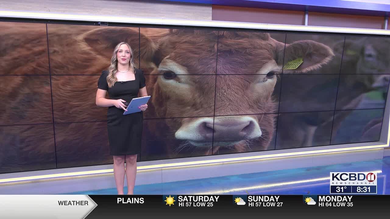 SAFE CATTLE ACT