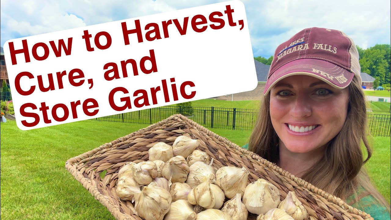 Harvesting, Curing & Storing Your Homegrown Garlic | Properly Harvesting, Curing, & Storing Tips