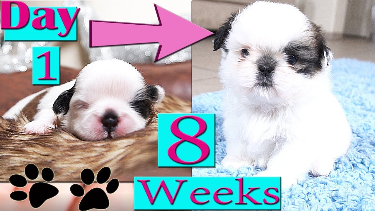 Shih Tzu Growing Up | Day 1 to Week 8 | Puppy Transformation | TOO CUTE