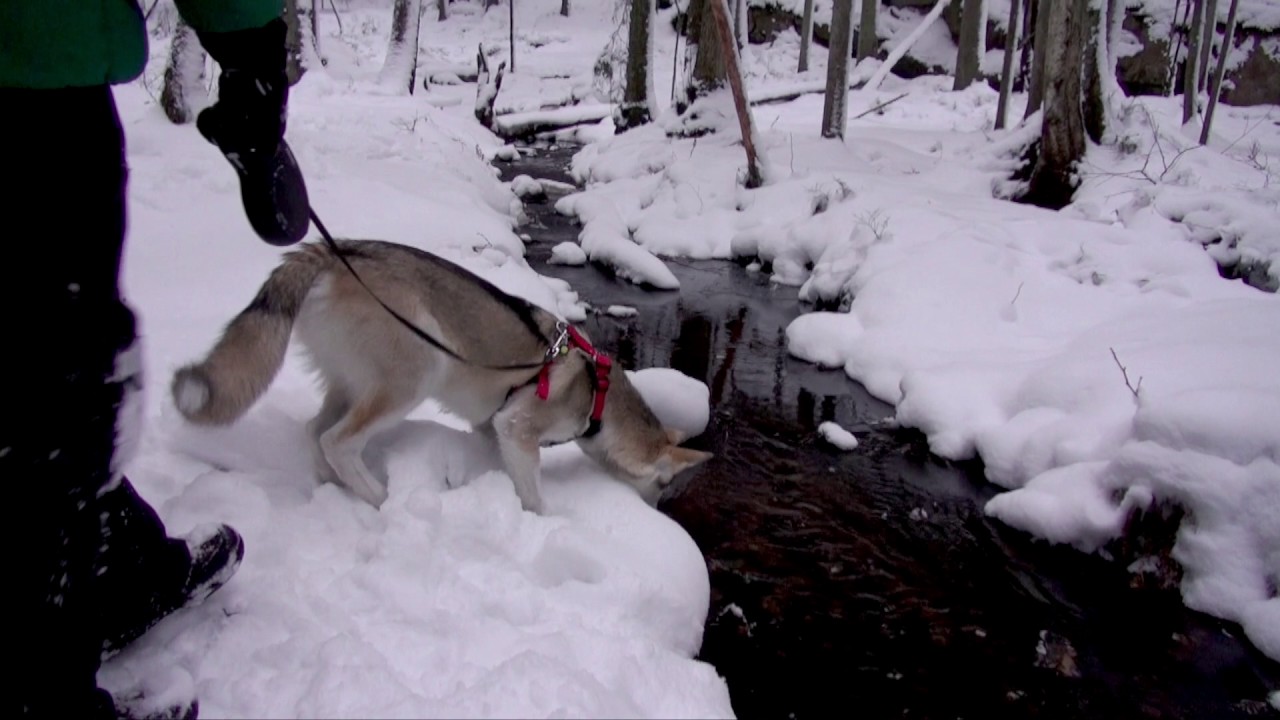 Taiga husky at Nuuksio National Park of Finland