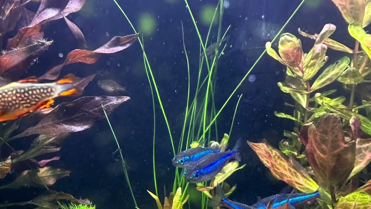 Filterlos und Aquascaping - geht das? ￼