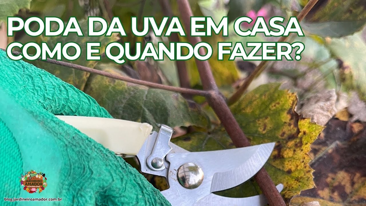 Uva | Quando e Como Podar Certo Para Frutificar Muito