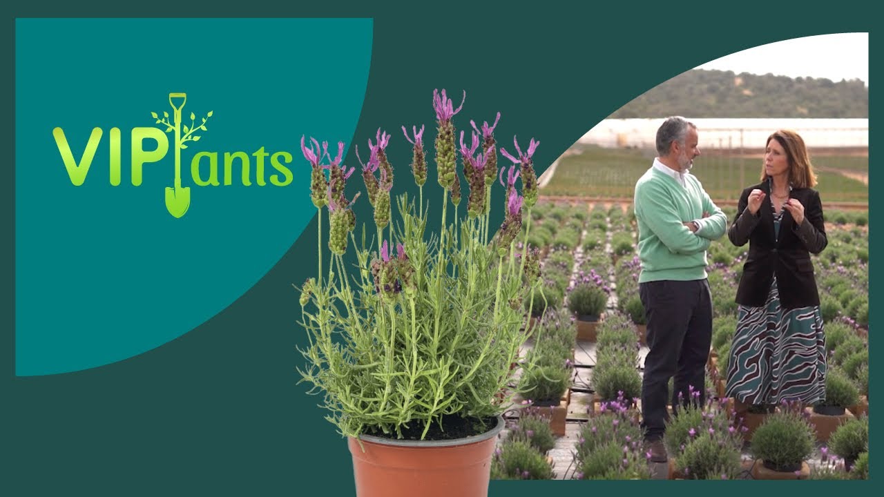 VIPlants: Lavandula stoechas