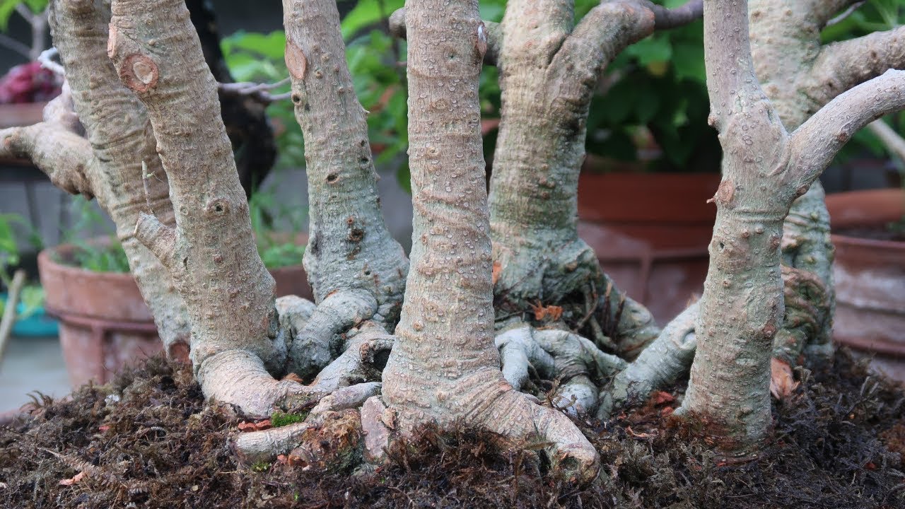 Multitrunk Bonsai Care | Multitrunk Bonsai Style | Creating a Multi Trunk Bonsai