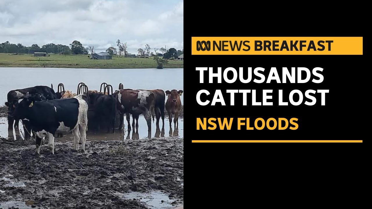 ‘At least 10,000 cattle lost’ Cattle farmers’ livestock devastated by NSW flooding events | ABC News