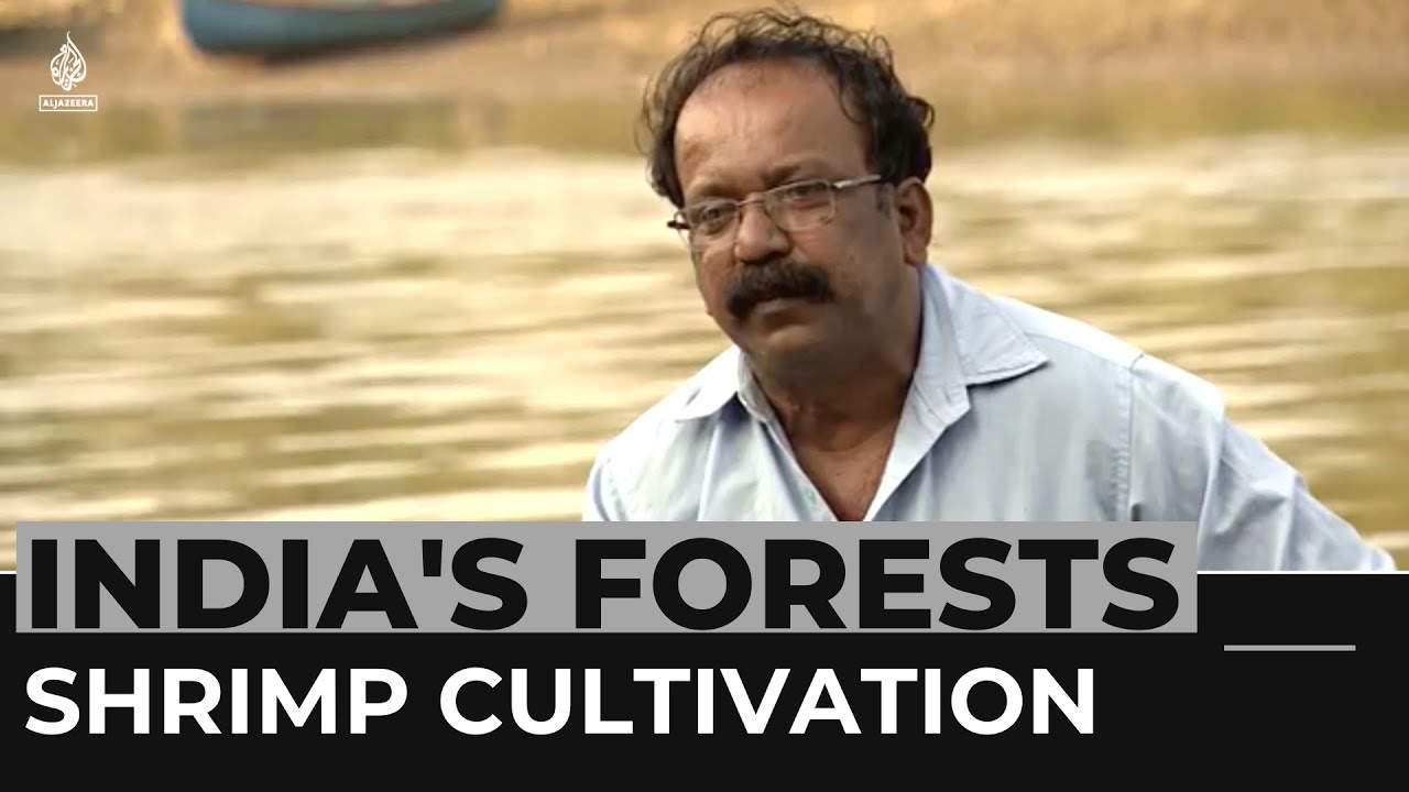 Shrimp cultivation threatens India&rsquo;s mangrove forests