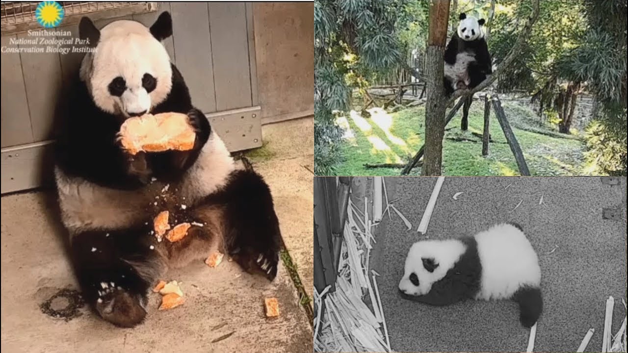 2020-10-31 Halloween Treat: Cubbie, Mei Xiang & Tian Tian!