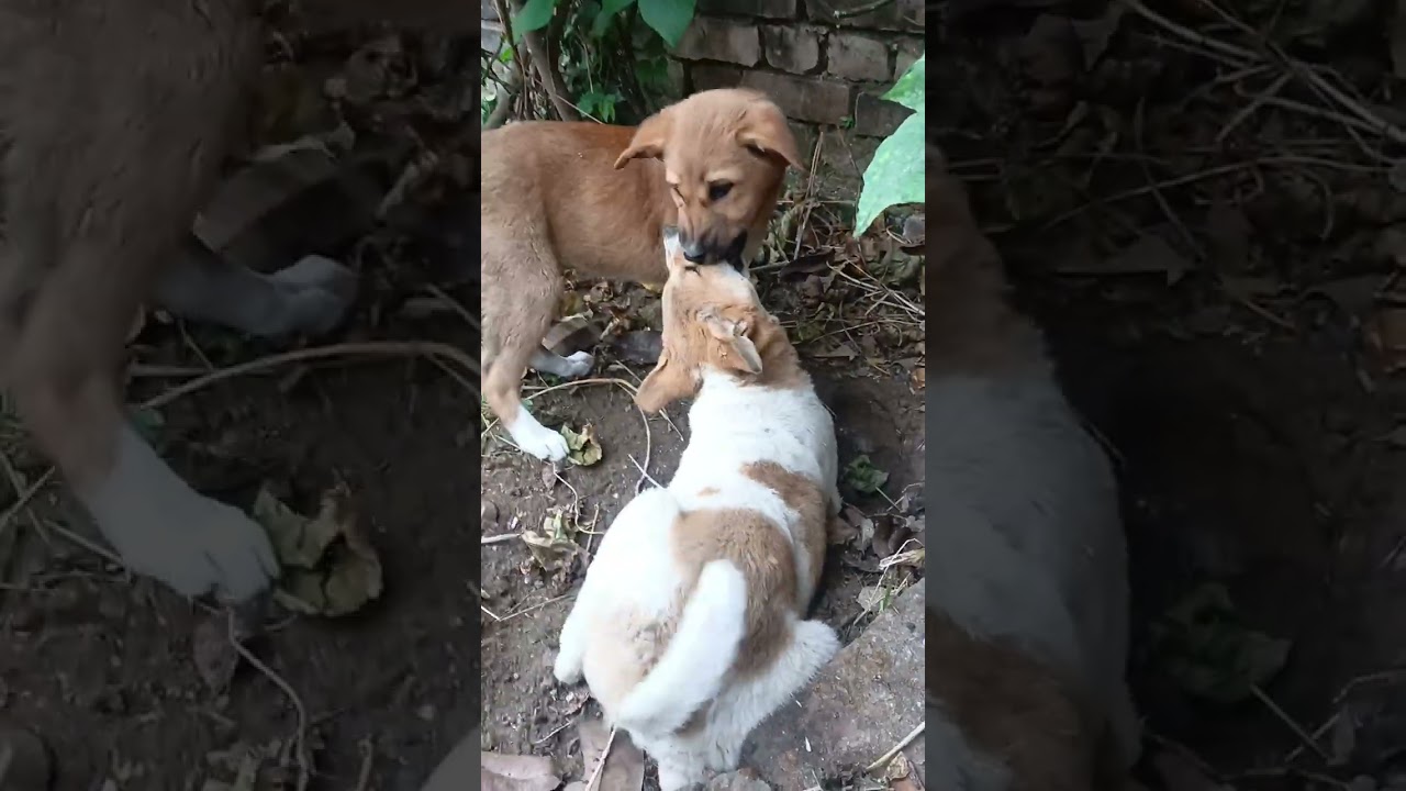   2 months puppy Trained for catching Mouse || 🐭🐁👀❤️😍#Dig # HOle # puppy activity # BHURI # LAALI 