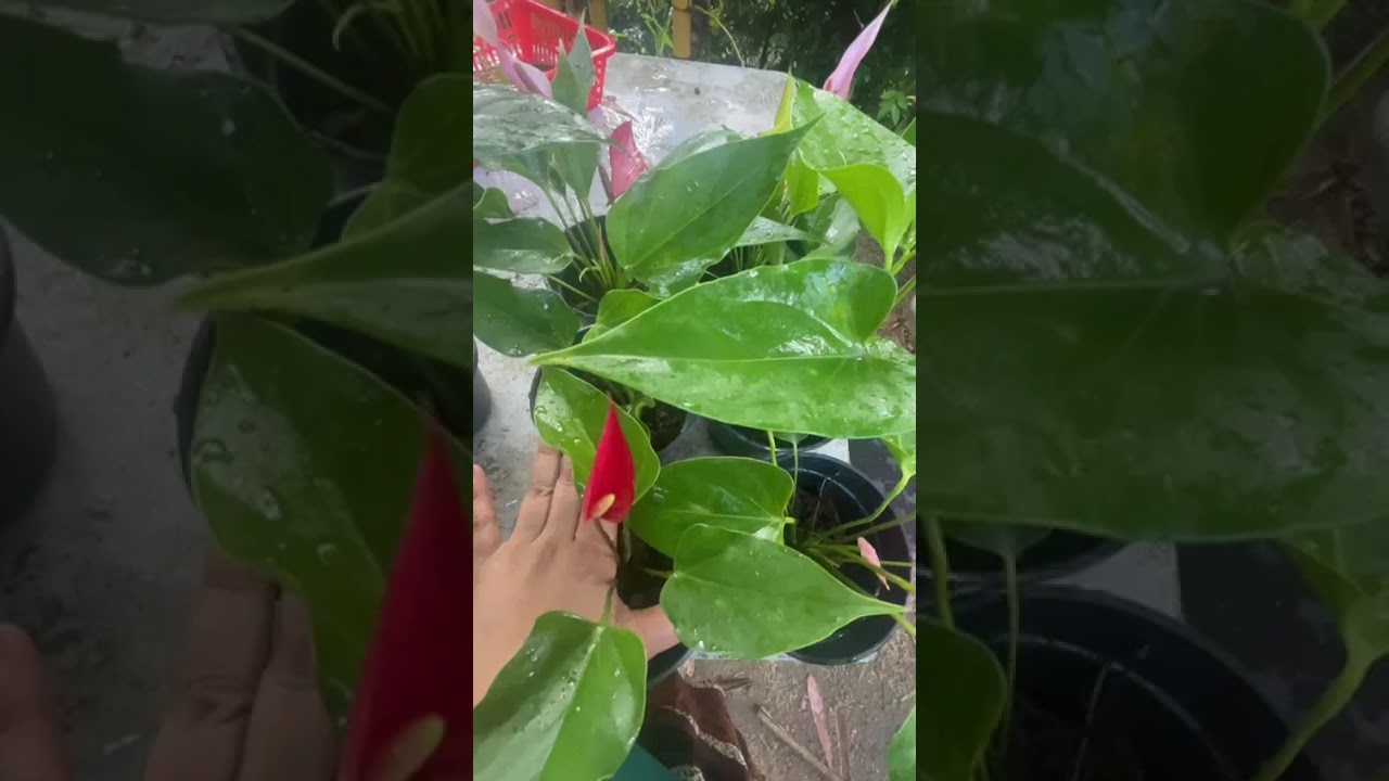 සුපිරි පැකේ ජ 2 ක් එක්ක නෙදර්ලන්ඩ් පර්පල්#fypviral#plants#anthuriumwagawasinhala#0765647812