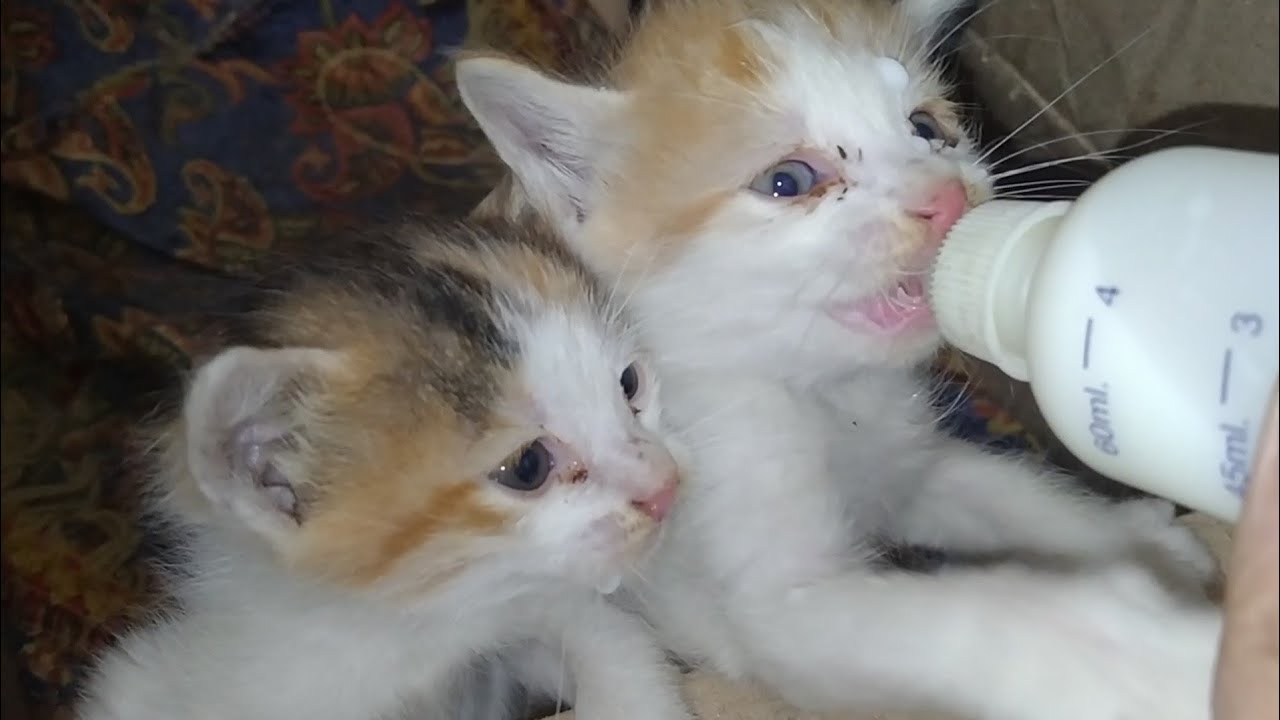Abandon Kittens And Orphan Kitten Fighting On Bottle Feeding But They Are Better In Behaviour