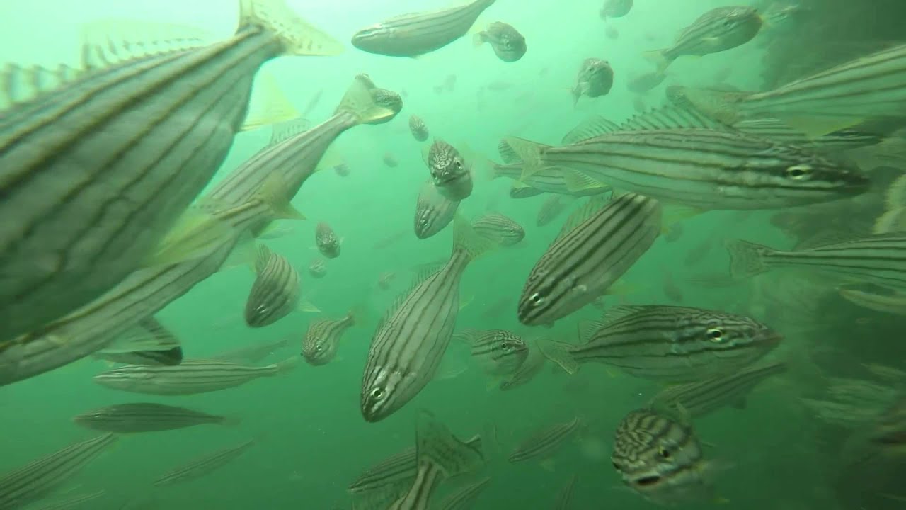 Wallaroo oceanbay fish