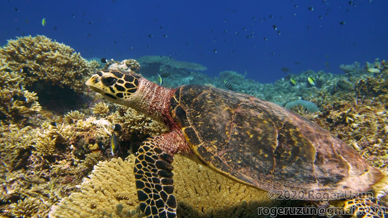 HDObservations : Hawksbill turtle (4K UHD)