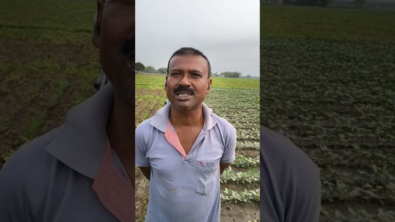 আলুর বাজারের পরিস্থিতি কি হবে কি হতে পারে বড় চাষীর সাথে কথাবার্তা লাইভ ভিডিওর মাধ্যমে আপনাদের সাথে 