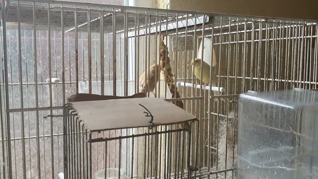 vid&eacute;o n &deg;9 2022 - suiv de la saison de reproduction canaris