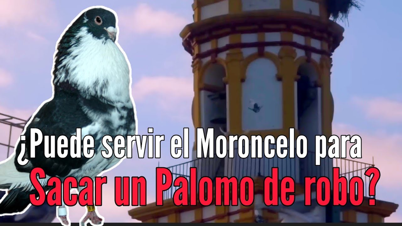 ¿Puede el Buchón Moroncelo servir para mejorar una Raza o Línea de Palomo Ladrón?🤔 ¿Que opinas tu?🗣️