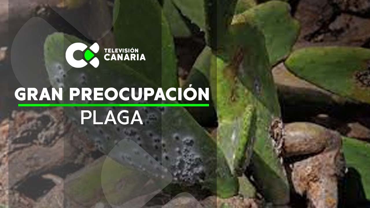 Preocupación entre los agricultores por la expansión descontrolada de la cochinilla mexicana