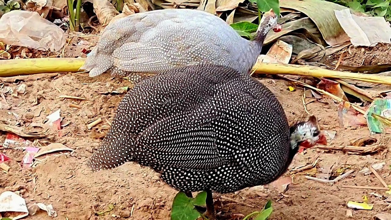 Titir murgi তিতির মুরগী বন্য পরিবেশে