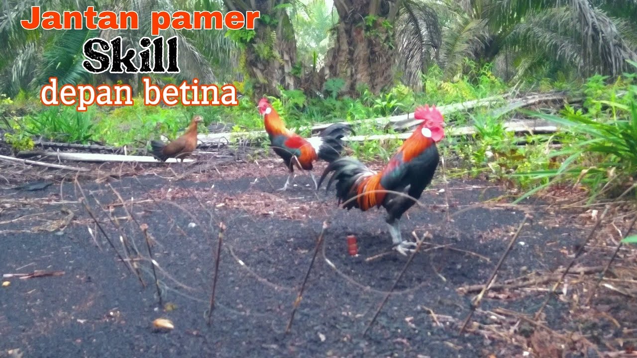 MIKAT AYAM HUTAN TERBARU TAHUN 2023
