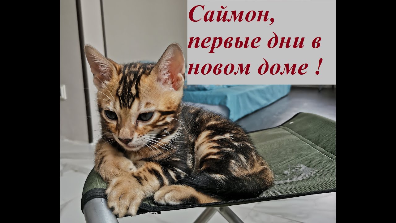 1 Серия - Бенгальский котёнок Саймон. Первые дни в новом доме. Его игрушки и домик.