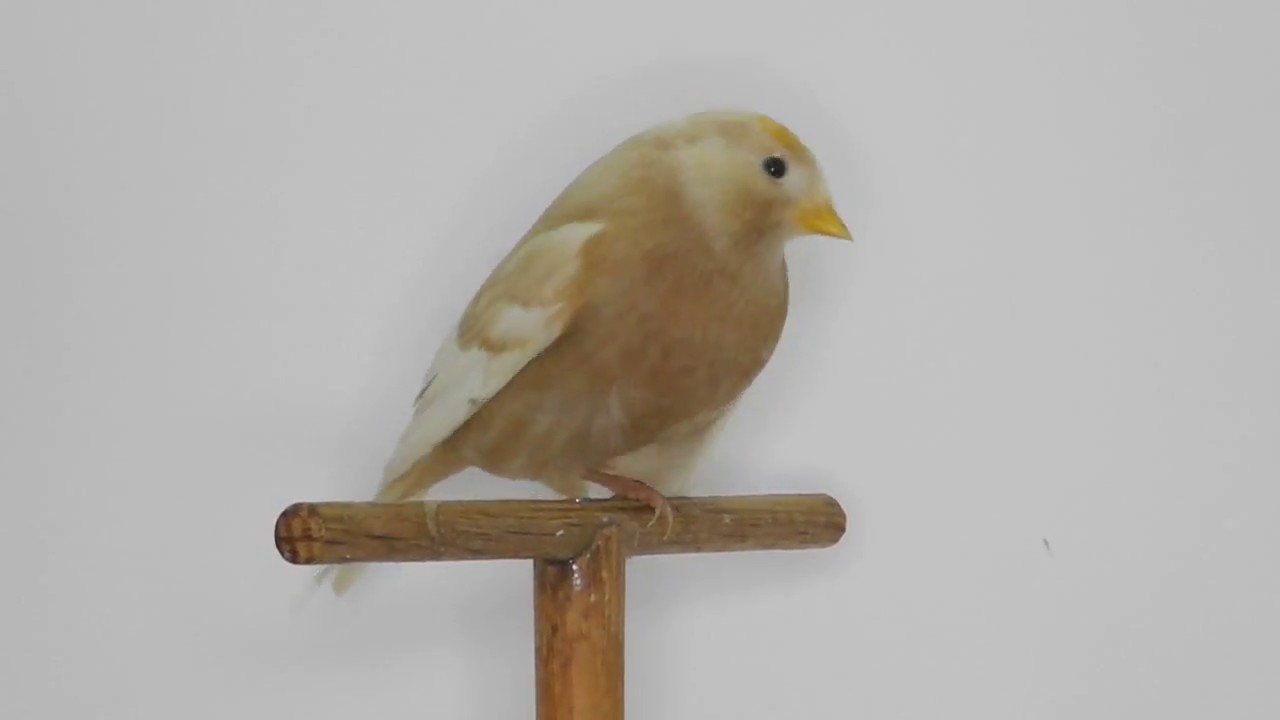 Organetto perlato bruno - Carduelis flammea cabaret