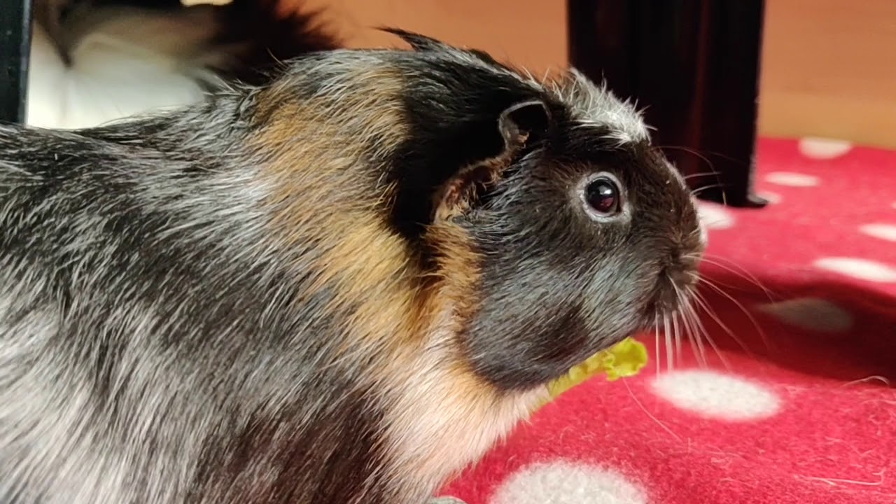 2 neue Meerschweinchen-Babys ziehen ein- Vergesellschaftung