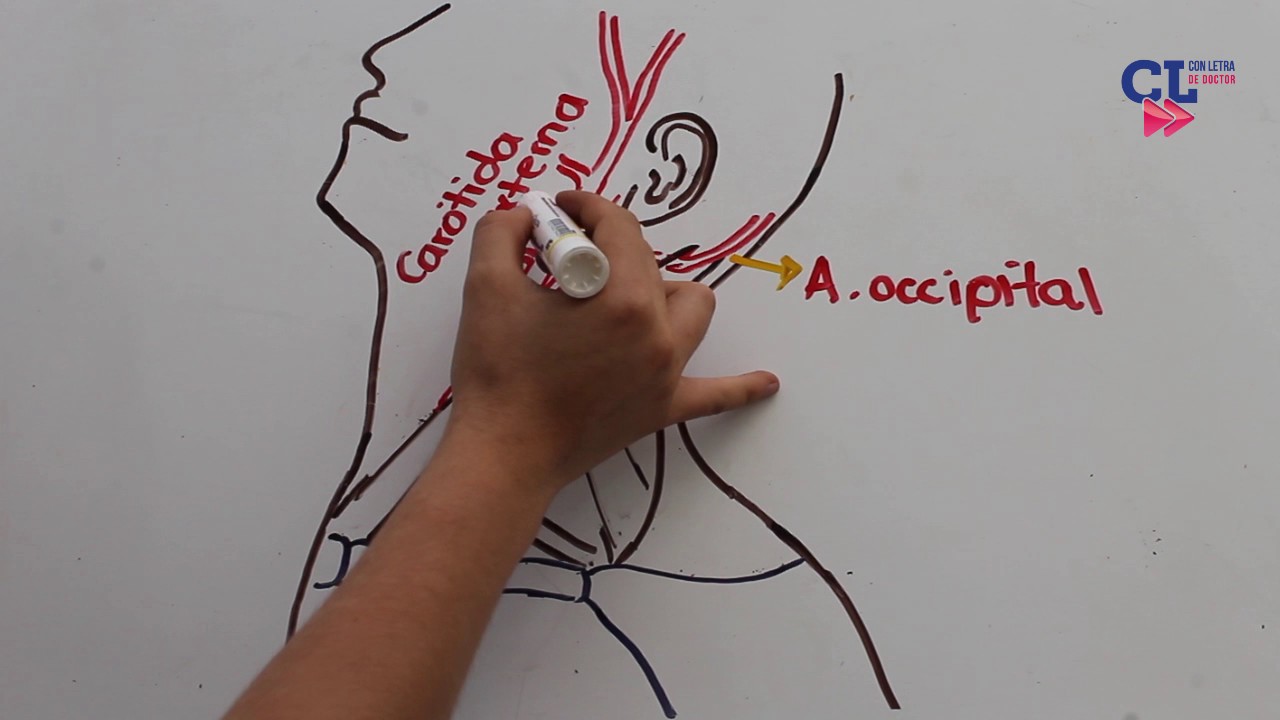 REGI&Oacute;N SUPRACLAVICULAR - TRI&Aacute;NGULO POSTERIOR DEL CUELLO