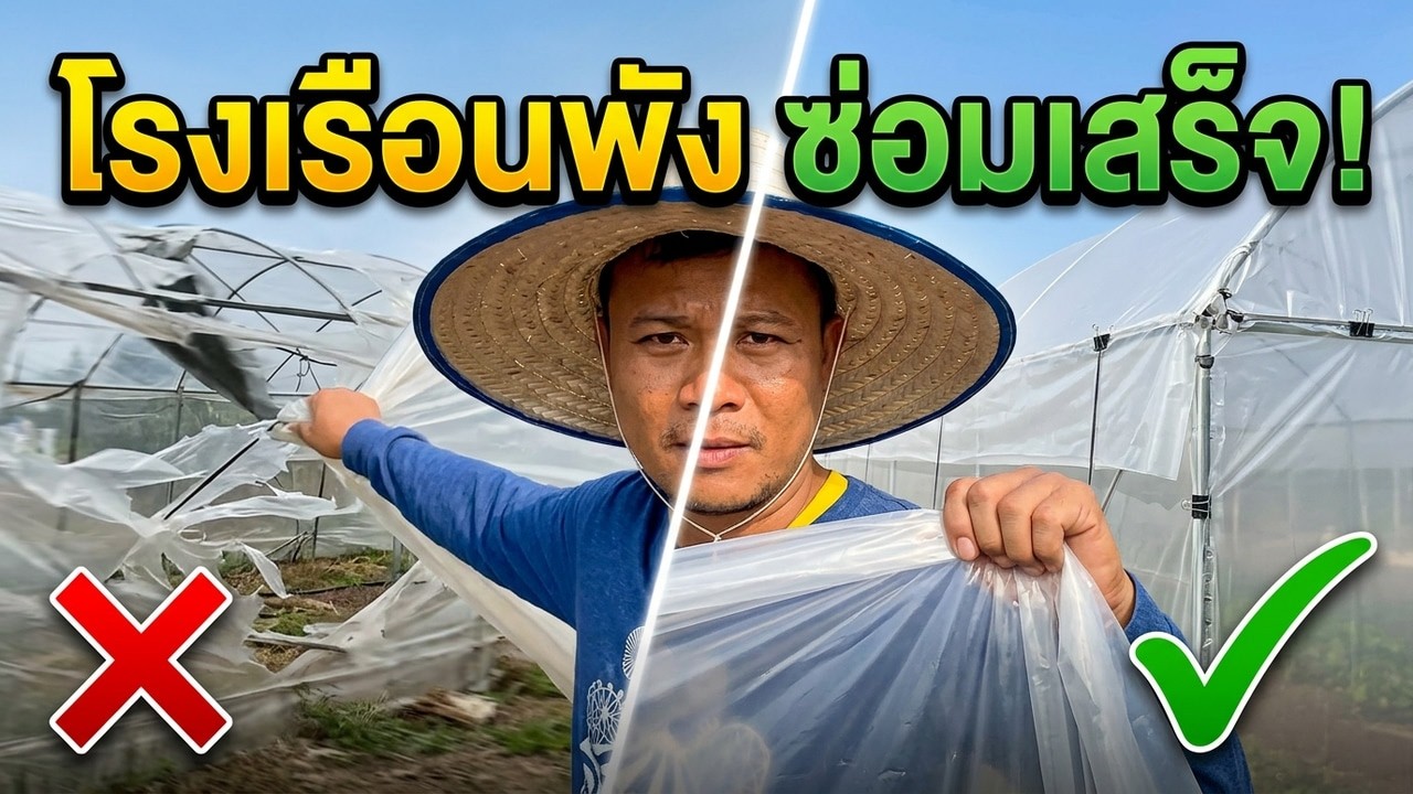 กางผ้ายางโรงเรือนที่พังจากลม