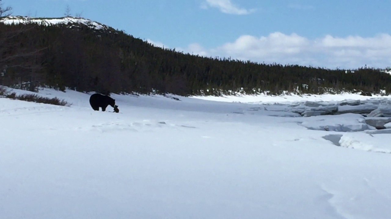 Black Bear just recently emerged from its den...then this!