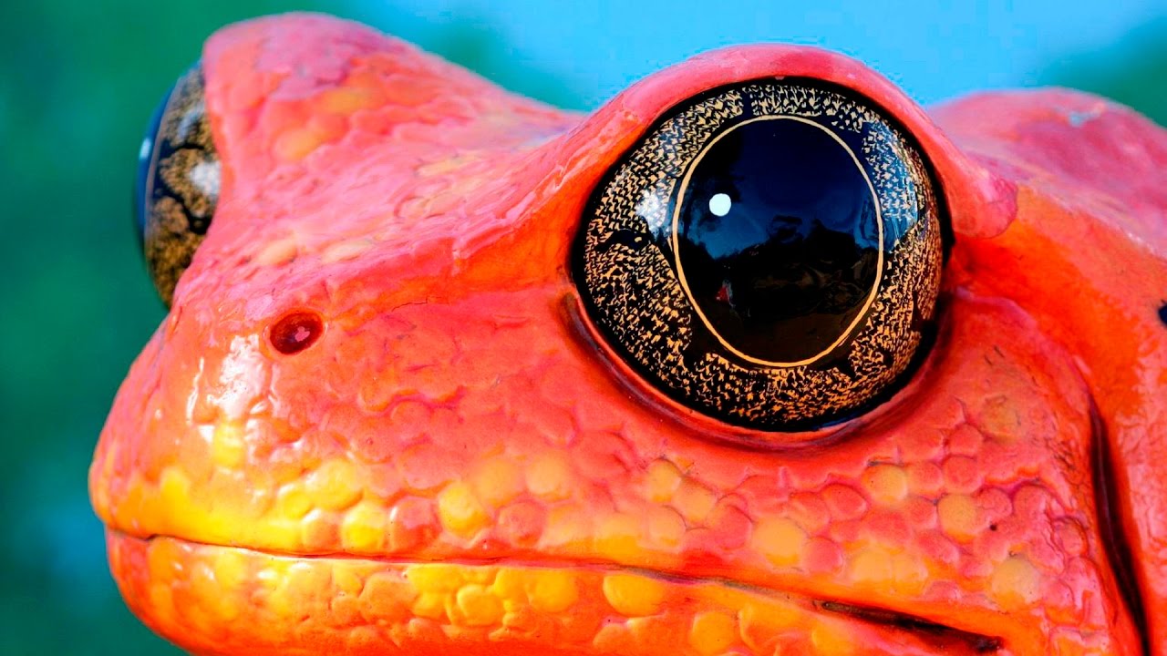 Especies extintas