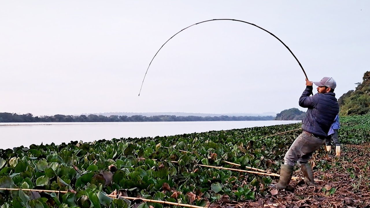 É ASSUSTADOR O TAMANHO DOS PEIXES QUE SAIU NESSA PESCARIA DE BARRANCO./PESCARIA RAIZ .