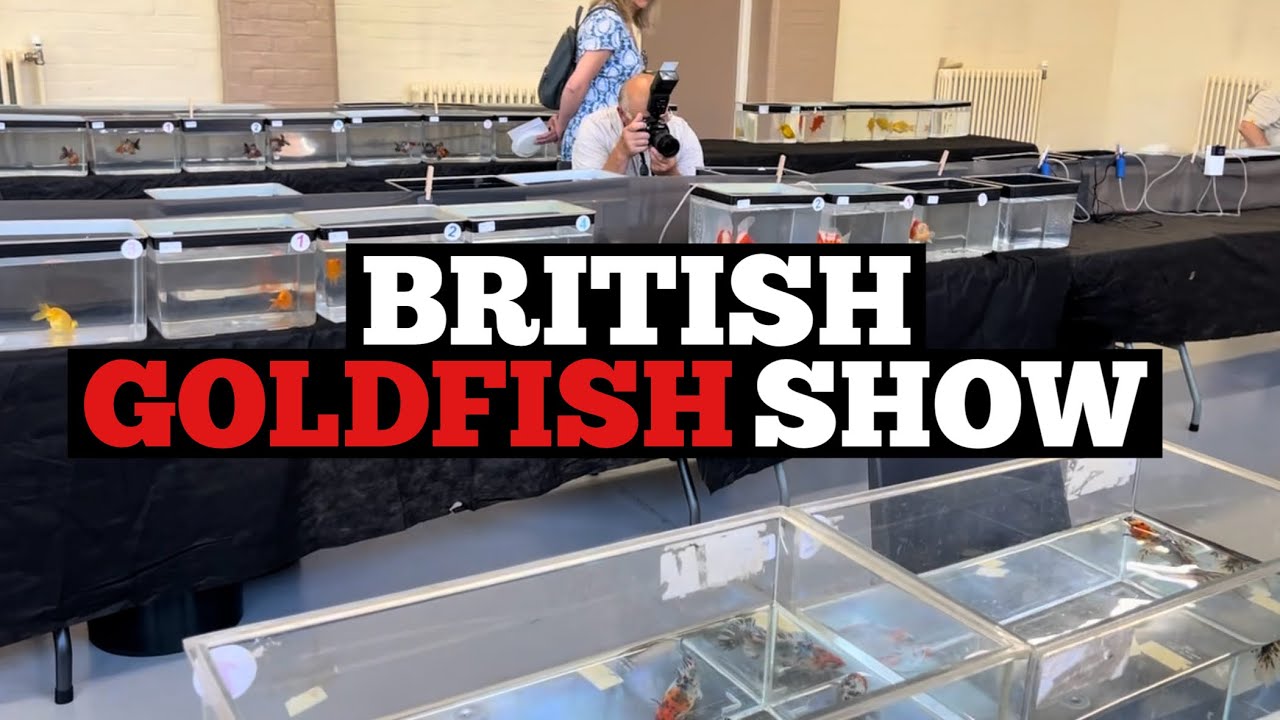 UK FANCY GOLDFISH COMPETITION & Breeding update