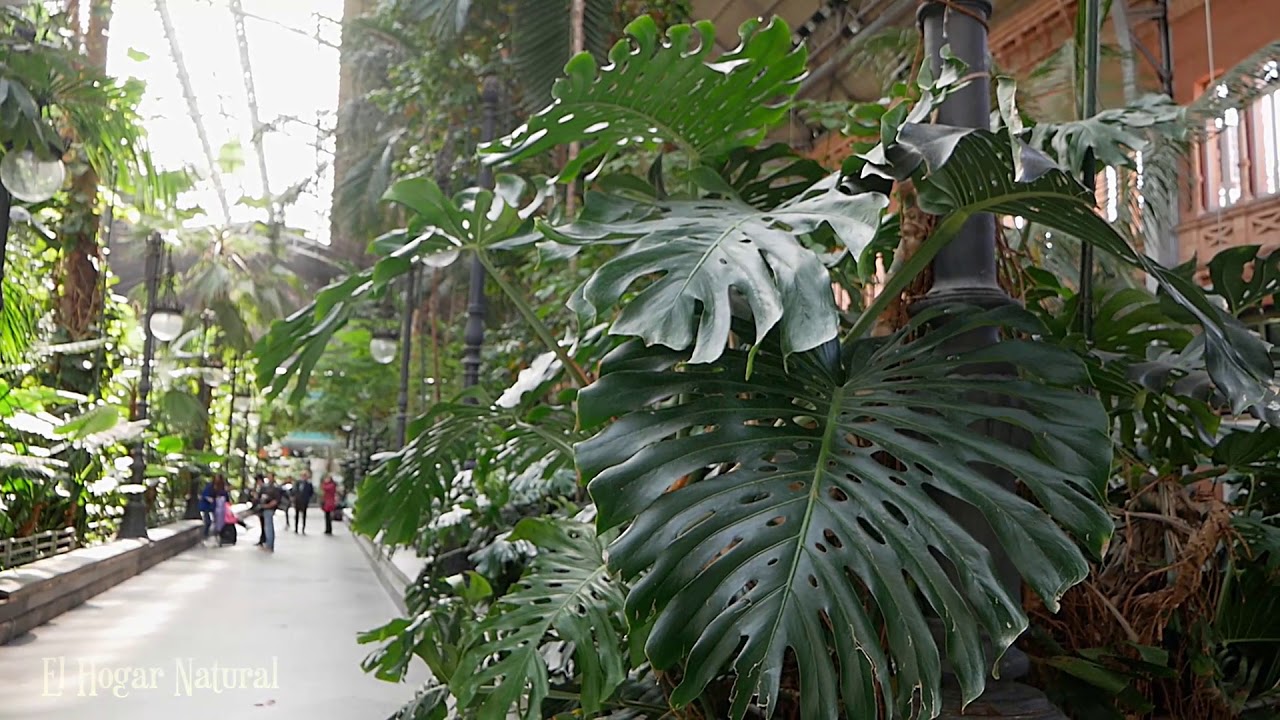 Invernadero de Atocha