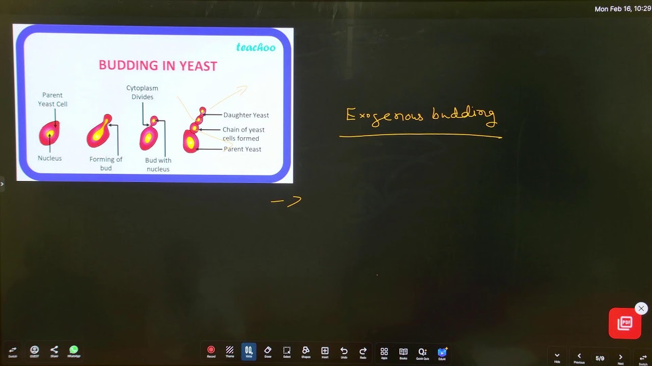 BSEB Class 12 | BIOLOGY | Types Of Asexual Reproduction | 12th TOPPERS LEAGUE | Grip Arena