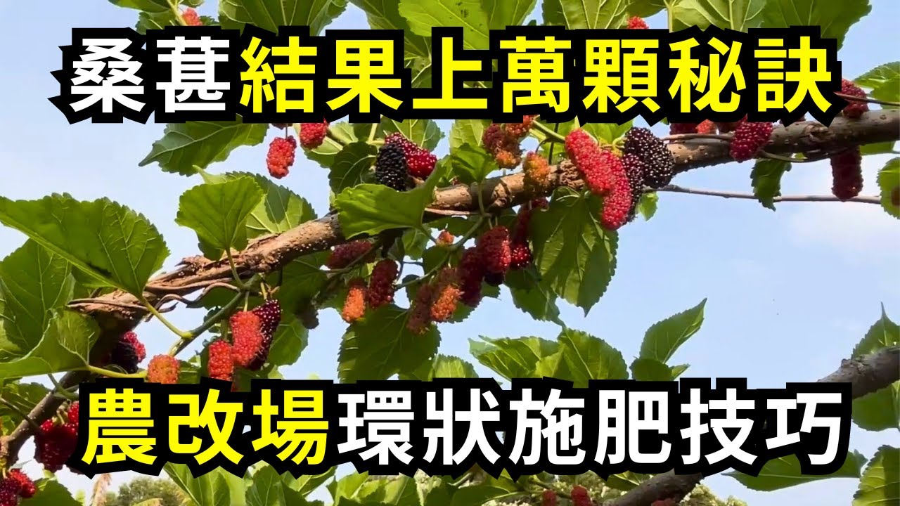 桑葚結果上萬顆的施肥秘訣，環狀施肥如何做?農改場建議桑葚樹施肥技巧分享 | 阿星種植