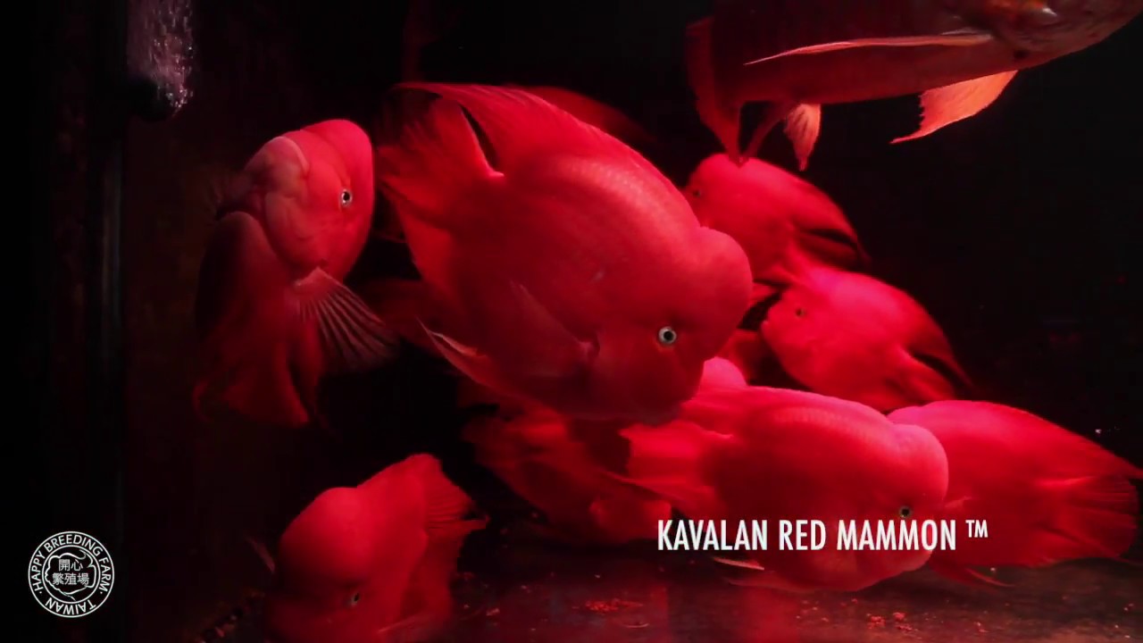 What is Kavalan Red Mammon ?