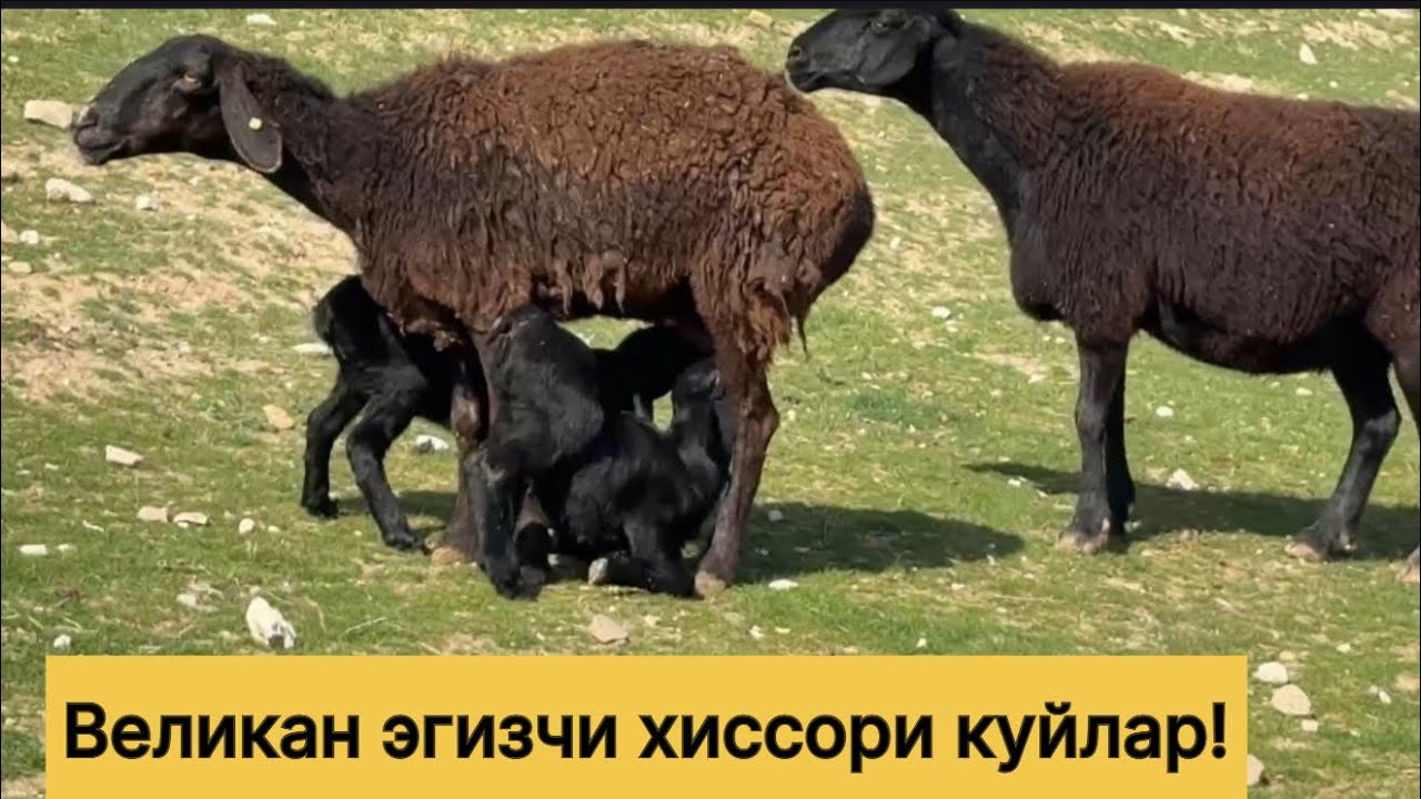 Хиссори эгизчи куйлар! 883100698☎️ 955860040☎️ 919470799☎️