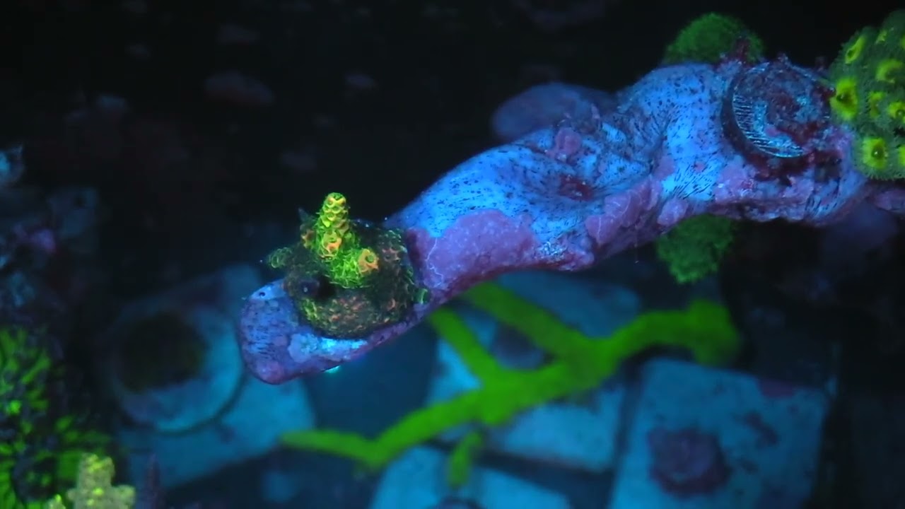 REEF LIKE A PRO ZOA| SPS ACROPORA  UPDATE REEFS SALTWATER AQUARIUM CORAL REEF NANO TANK UPDATE