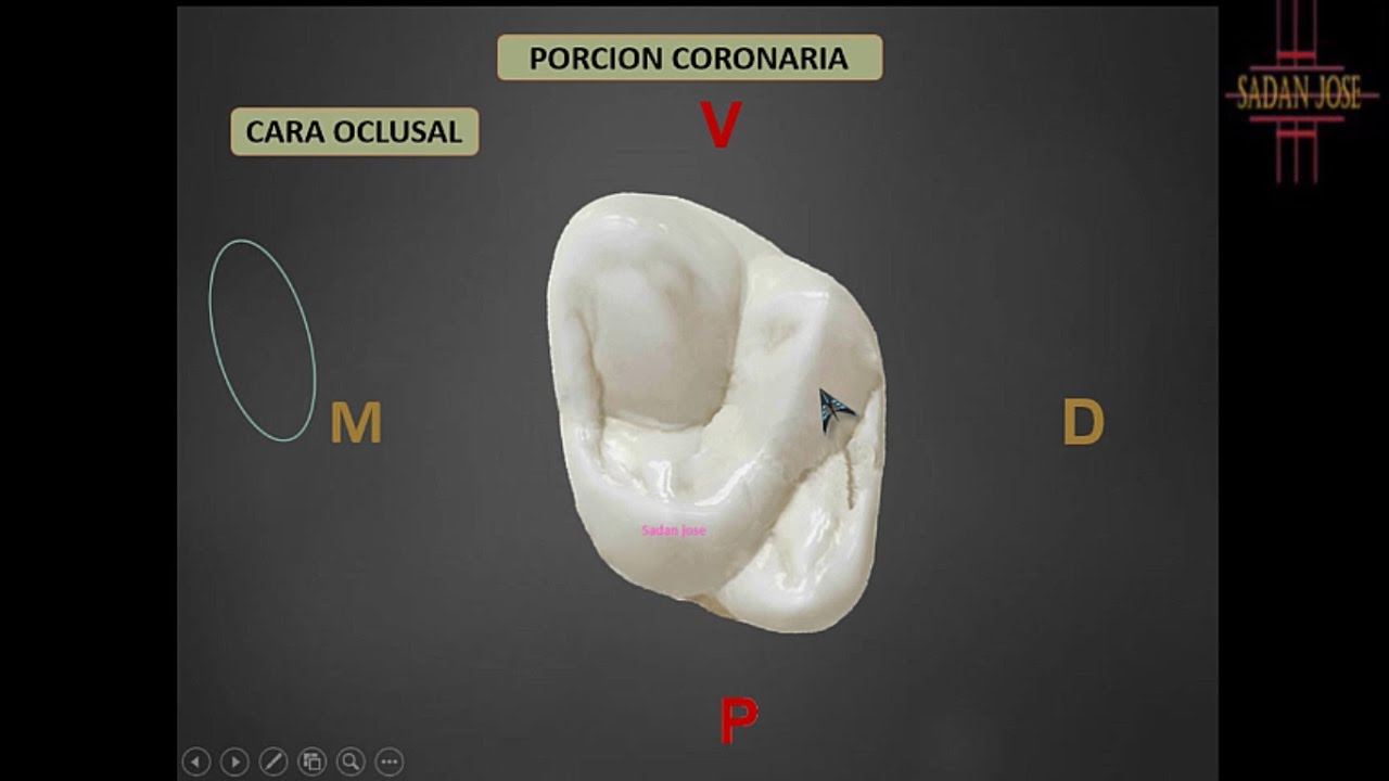 Segundo molar superior anatomía