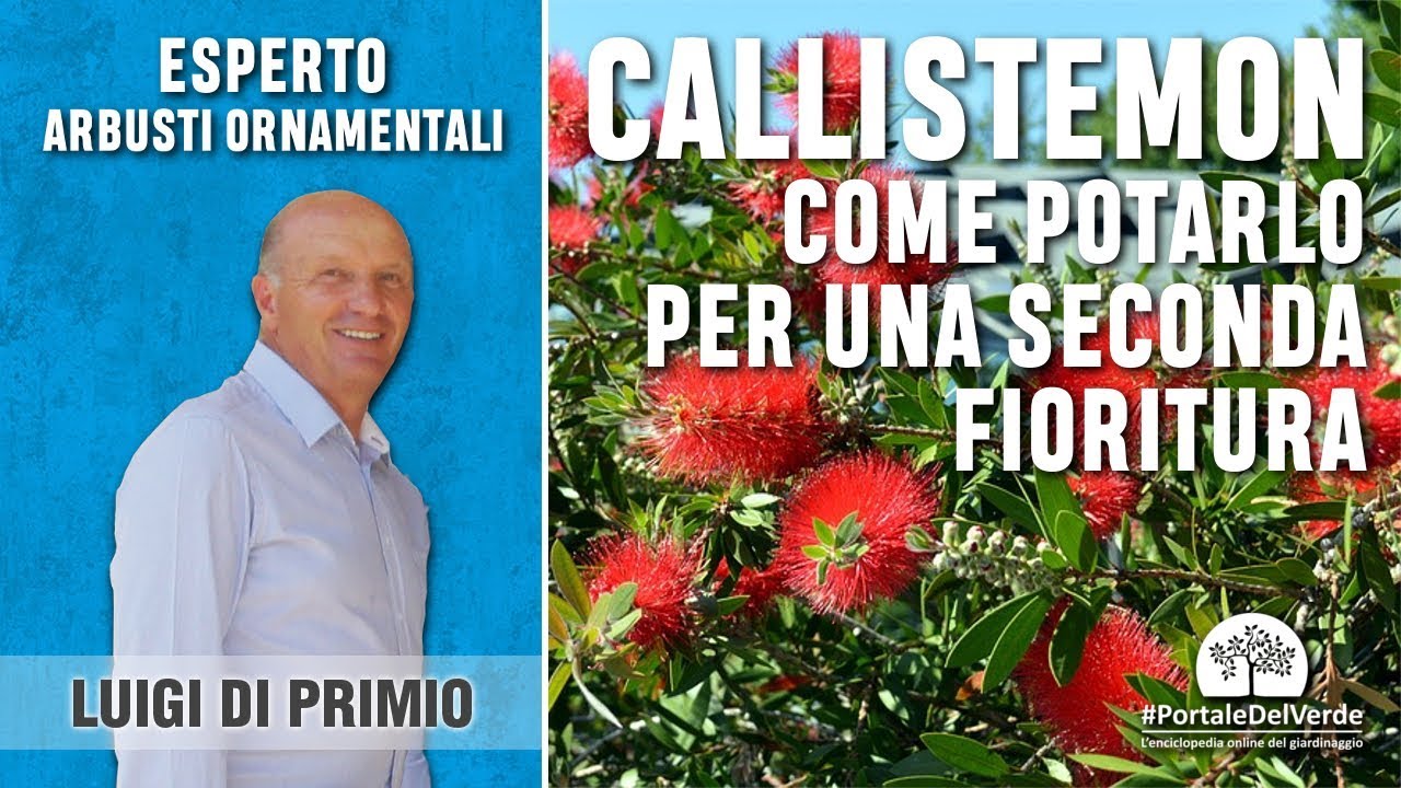 Come potare il Callistemon per avere una seconda fioritura